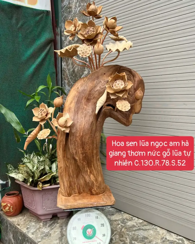 Hoa Sen Lũa Ngọc Am Hà Giang Thơm Nức Bông To Vip G5681
